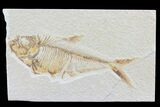 Detailed Diplomystus Fish Fossil From Wyoming #74112-1
